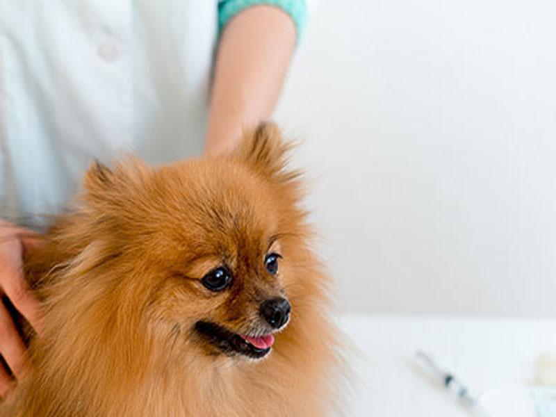 Pet Diagnostic Rapid Test