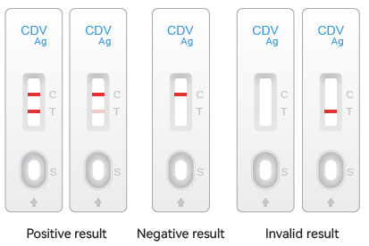 canine distemper rapid test result