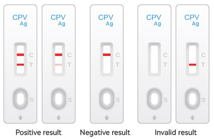 how to read a parvo test result