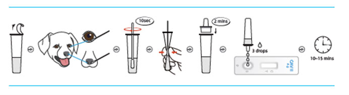 cdv ag rapid test