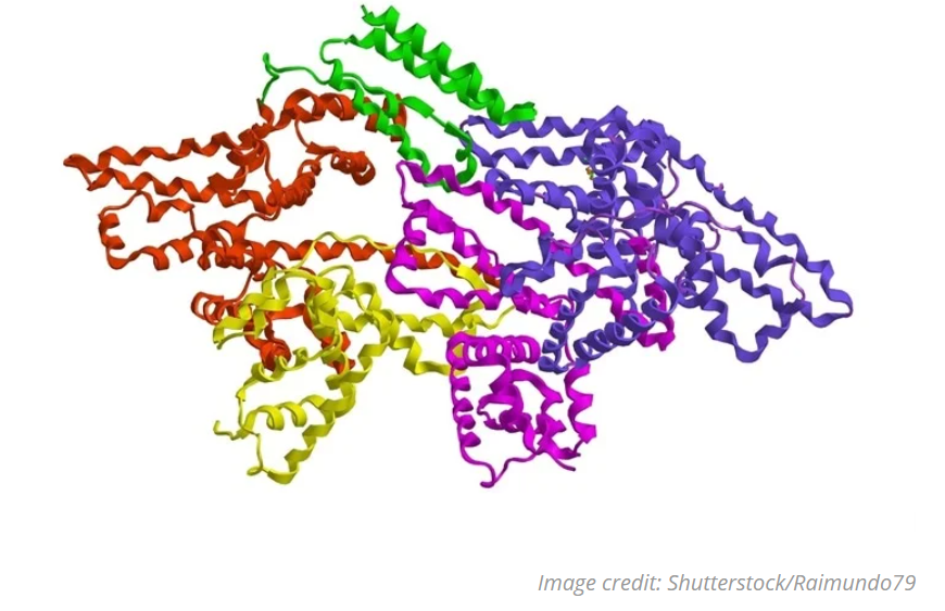 Analysis of Bovine Serum Albumin Protein